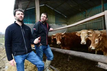 Une nouvelle ferme collective pour bovins en projet dans le nord de la Creuse