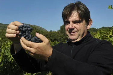Viticulture - Quinze jours d'avance pour l'excellence dans le Puy-de-Dôme