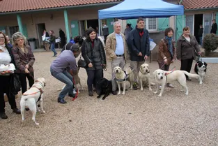 Le public au contact des chiens d’aveugle