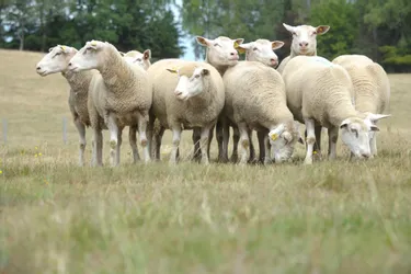 Un second cas de fièvre catarrhale ovine détecté en Creuse