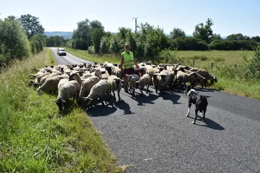 Le troupeau de 120 grivettes d’Anne Bonhour a rejoint, mercredi matin, la Boucle des Isles à Bellerive (Allier)