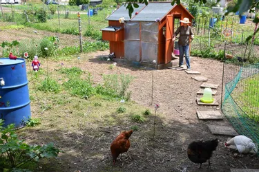 Des habitants de Riom adoptent des poules pour alléger leurs poubelles