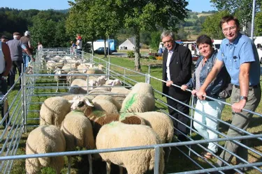 Les éleveurs ovins restent fidèles au sud de la Creuse : pas moins de 500 bêtes étaient présentes