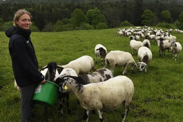 Près de 7.000 ovins et bovins entretiennent les paysages de la Chaîne des Puys