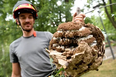 Dans le Puy-de-Dôme, les nids de frelons asiatiques se multiplient