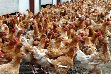 Le poulet se refait une santé pour le bien-être du consommateur