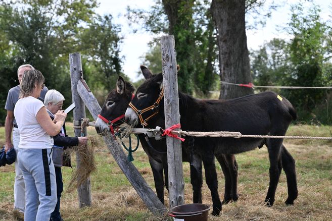Retour en images sur la 34e édition de la Fête aux ânes de Braize, dans ...