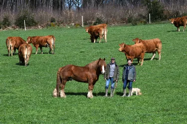 À Saint-Agnant-de-Versillat en Creuse, vaches et chevaux cohabitent dans le même pré