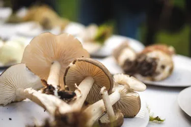 Comment cuisiner les champignons ? Les recettes de trois chefs de l'arrondissement de Riom (Puy-de-Dôme)