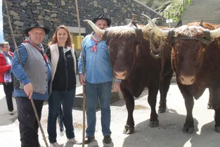 La montée de bœufs a ravi les touristes du pas de Peyrol