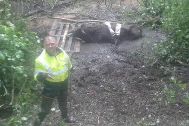 Une génisse enlisée dans la boue, à Sansac-de-Marmiesse, a été sauvée